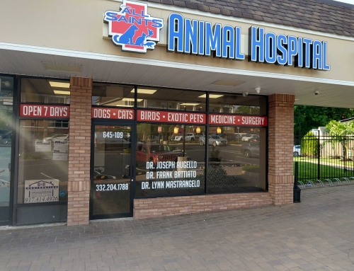 All Saints Veterinary Hospital