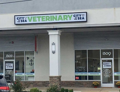 City By The Sea Veterinary